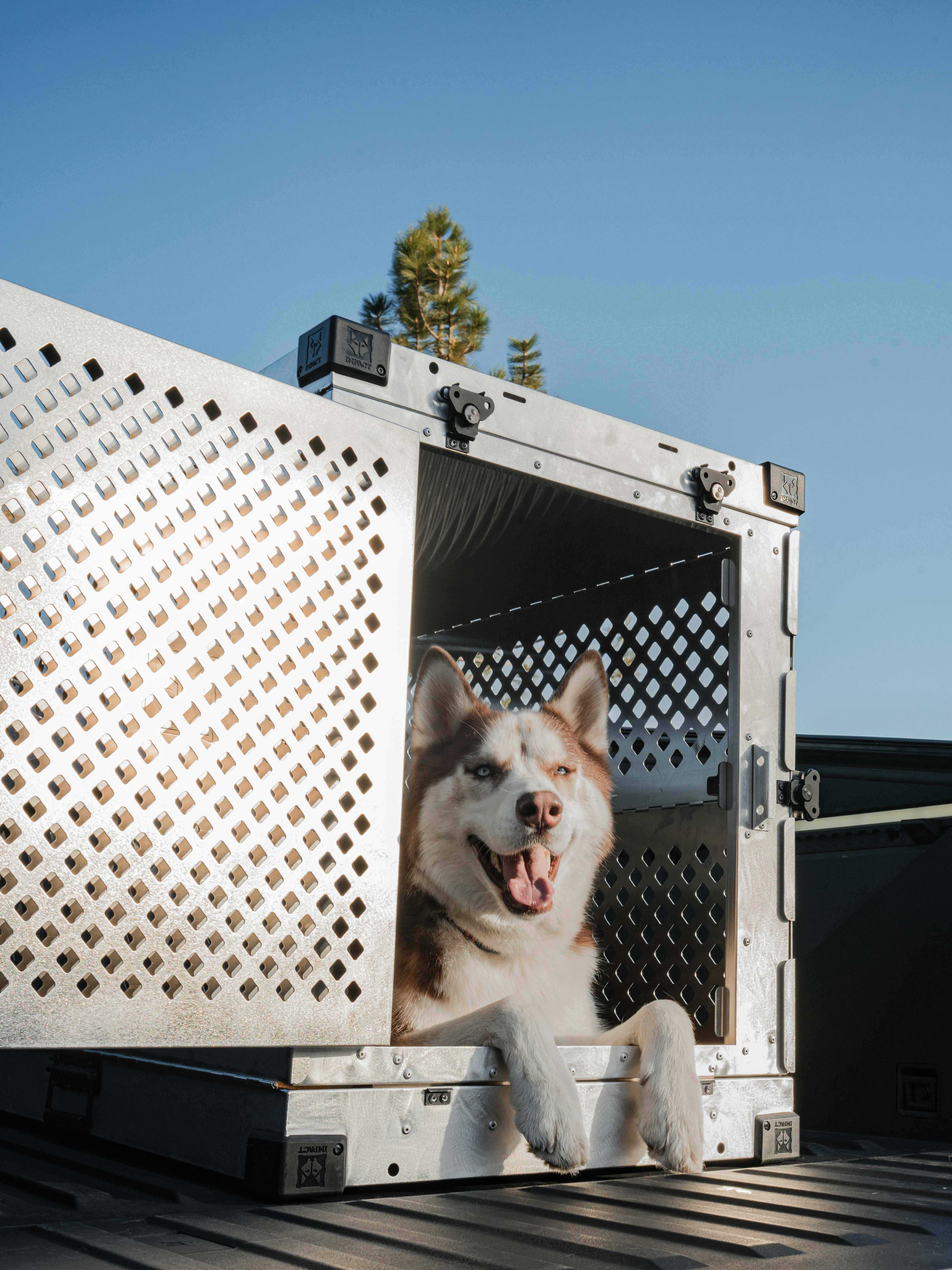 Dog in crate looking out during transport