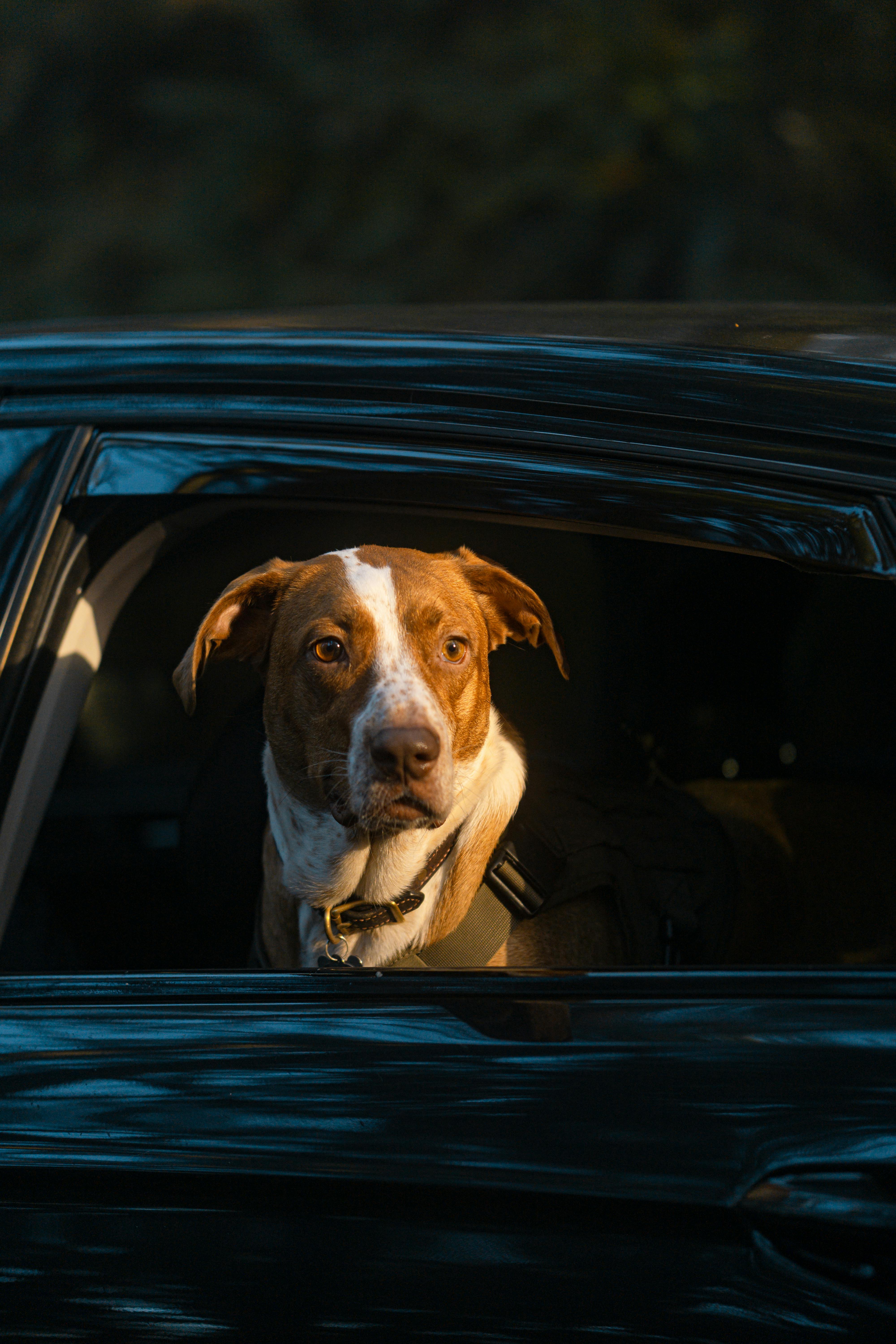Dog looking out vehicle window