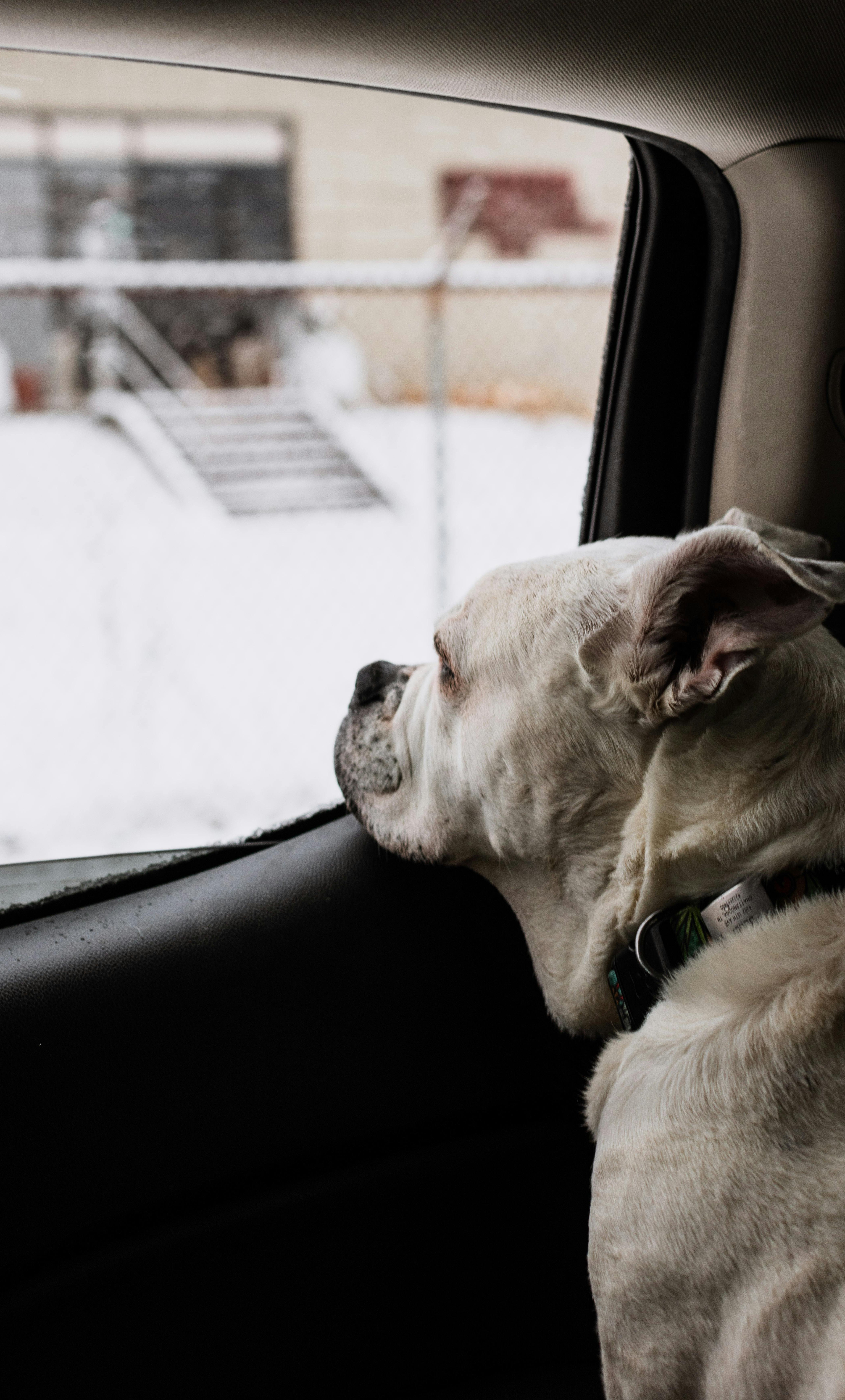 Dog looking out the window during transport