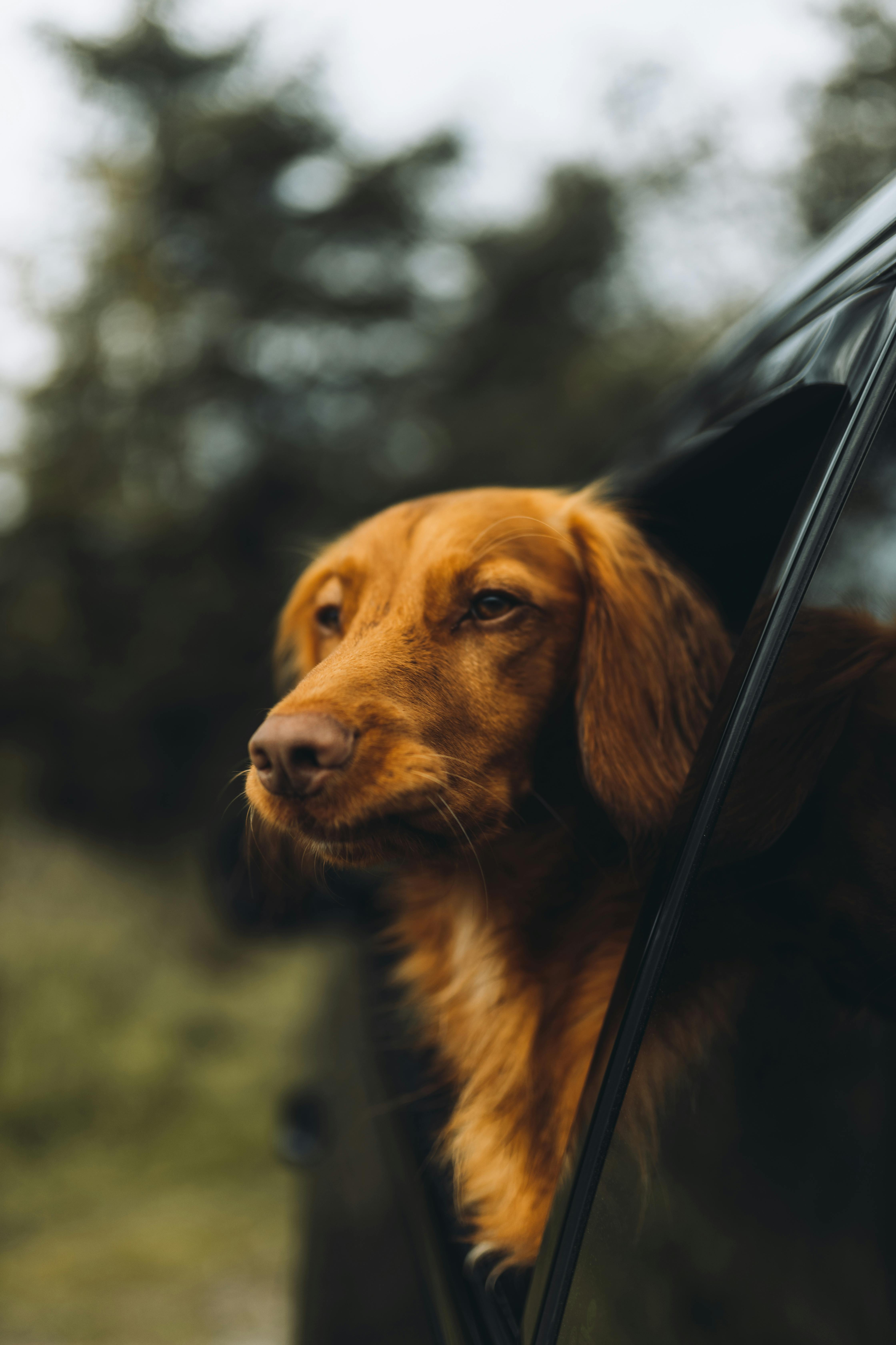 Dog looking out vehicle window