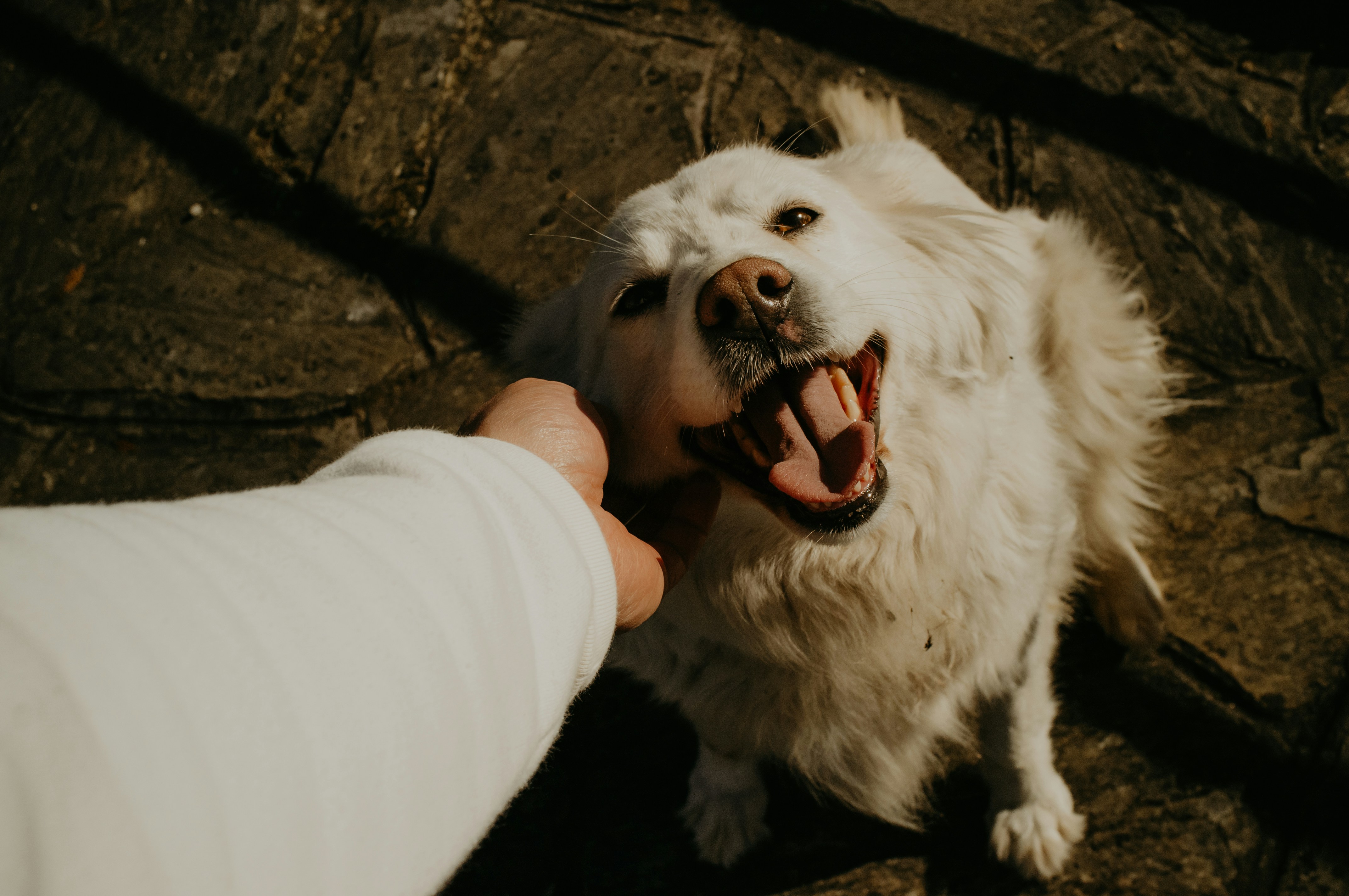 Handler petting a happy dog